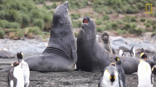 two elephant seals are laying next to some penguins