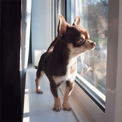 a small chihuahua standing by a window in the sunlight