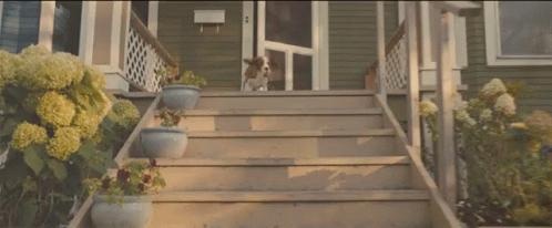 an image of dog sitting on stairs in front of house