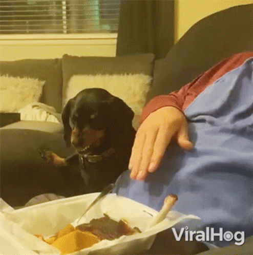 a dog sits and looks at its master while they eat