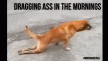 a dog that has the words dragging ass in the mornings written above it