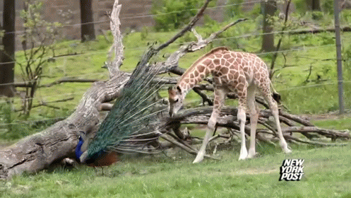 a giraffe reaching for soing from the ground