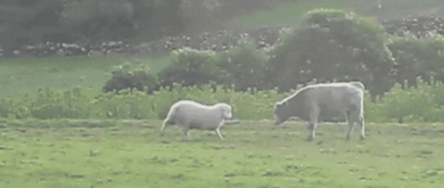 two sheep standing in grass in a field