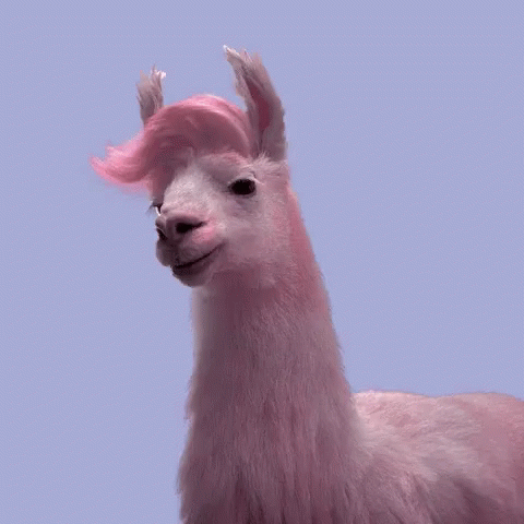 a close up of a llama with a pink background