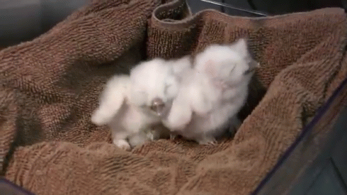 fluffy white dogs are huddled together in a cozy blanket