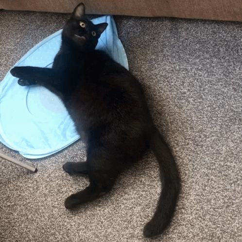 a black cat lies with his paws on an object
