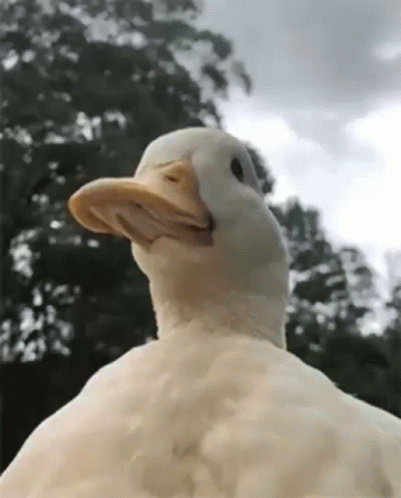 a large white bird with a surprised face