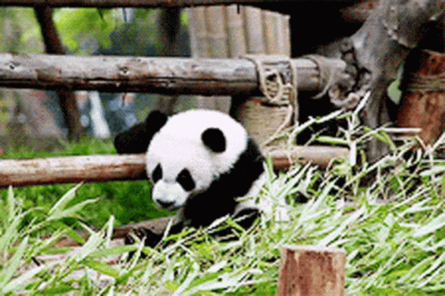 there is a small panda that is eating grass