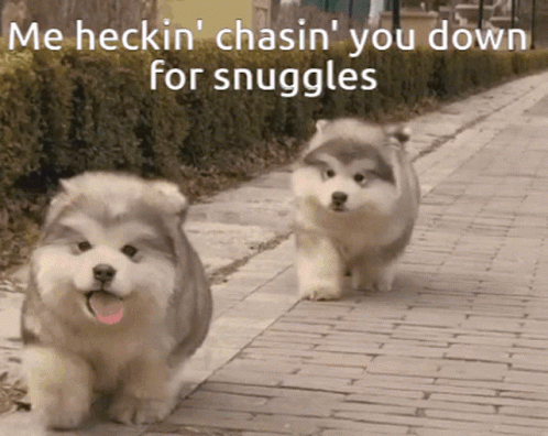 two small dogs walking down the side walk