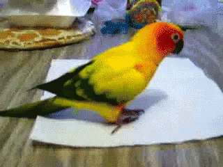 a blue parrot sitting on a piece of paper