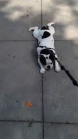 a black and white dog on a leash laying on the floor