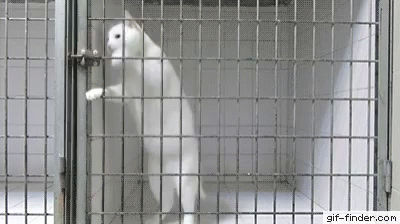 two white polar bears in a cage of some sort