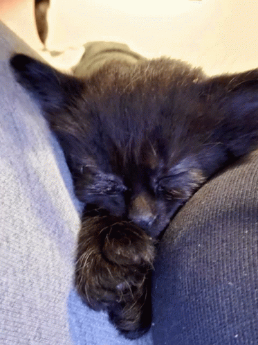 a black kitten is sleeping on a brown couch