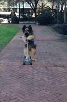a dog on a scooter pulling a smaller dog