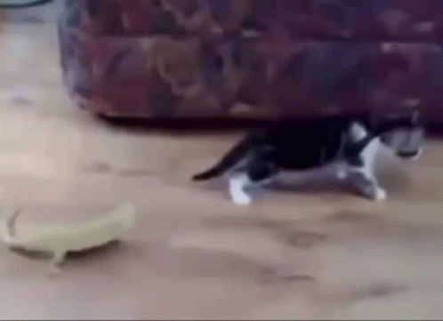 a cat playing with the leg of a couch