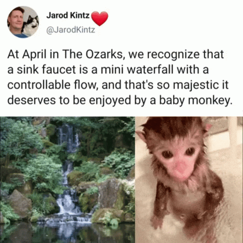 a twitter post of a monkey that is being given baby monkeys