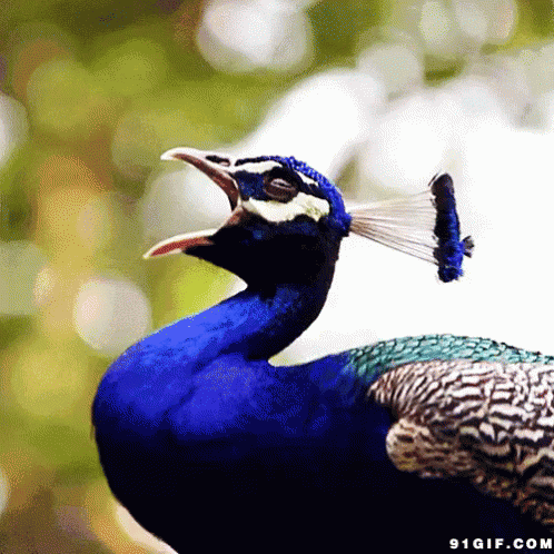 a colorful bird with a beak has an intricate pattern on it's body