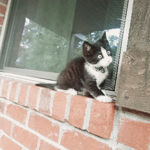 a black and white cat is on the ledge of a window