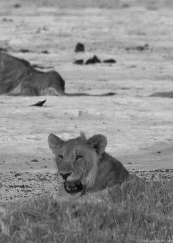 a lion laying in the grass looking back