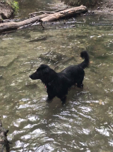 a dog standing in water by a tree log