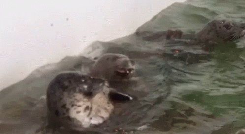 three seals resting on the rocks in an ocean
