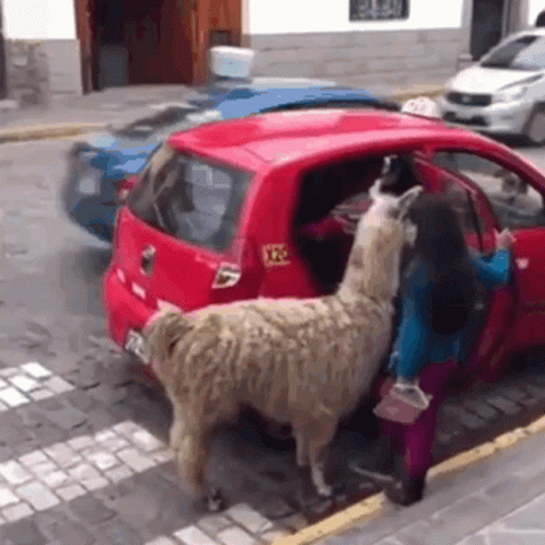 a llama is in the doorway of a car