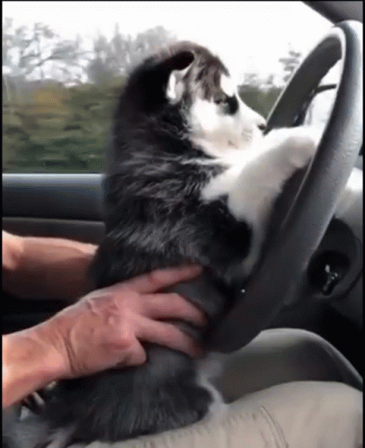 a cat sitting in the drivers seat of a car with its paw on the steering wheel