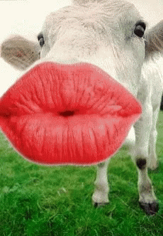 a cow with a large purple lip is posing for the camera
