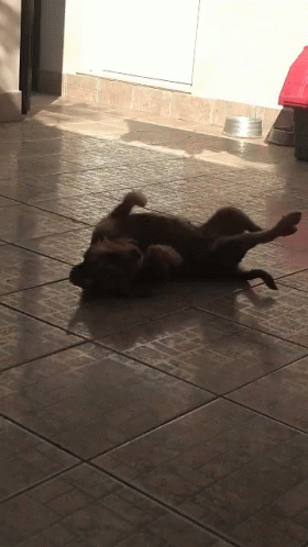 a dog rolling on its back on the floor