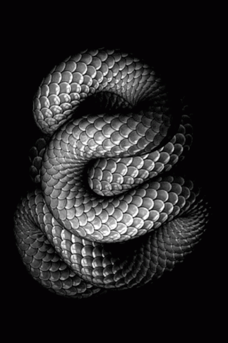 the snake is curled up in the dark