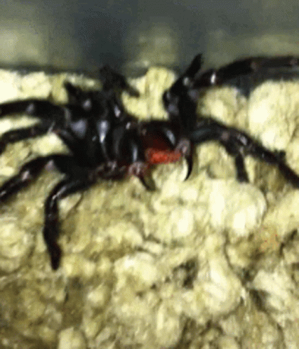 a large black spider on top of white rocks