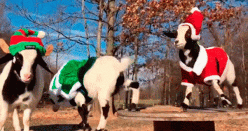 three cows dressed up in blue and green clothing and one is riding on the back of another