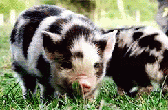 two small pigs are walking around outside in the grass