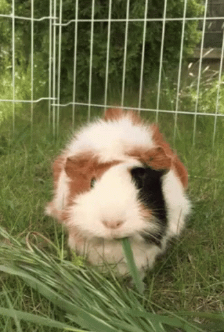 a rabbit sitting inside a cage in a grass field