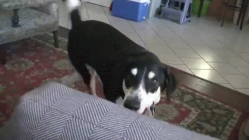 dog standing on couch in indoor room area
