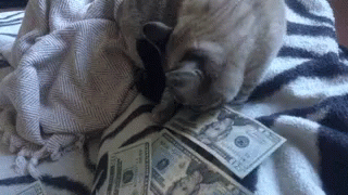 the cat is sleeping on a blanket and with money