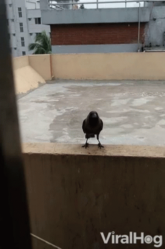 a black crow standing on top of an indoor pool