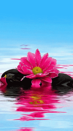 a water lily floating on top of the surface