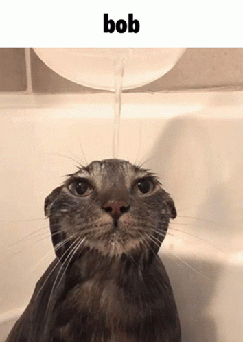 the cat is in a bathtub and a shower head hangs above it