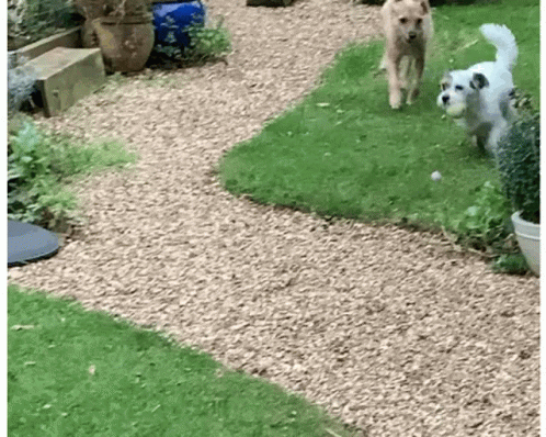 two dogs walking through a gravel path between flowers