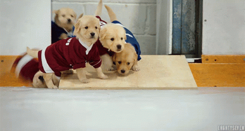 several puppies are huddled together wearing matching clothes