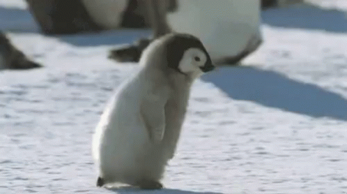 a small penguin standing on its hind legs