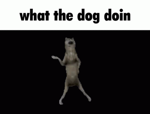 an animal jumping up in the air and captioning what the dog doin