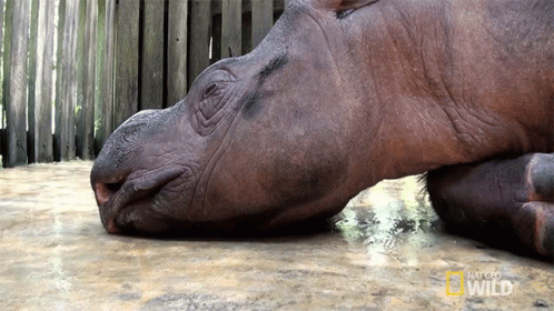 a rhino resting its head on the floor of his enclosure