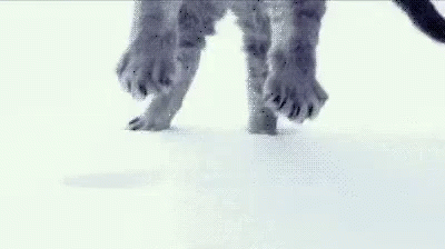 a dog walking on white flooring near another dog