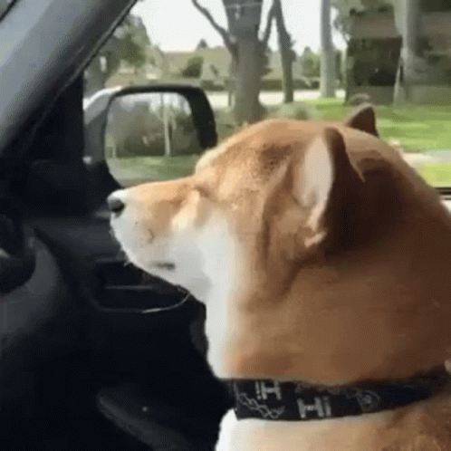 a dog sits in a car looking out the window