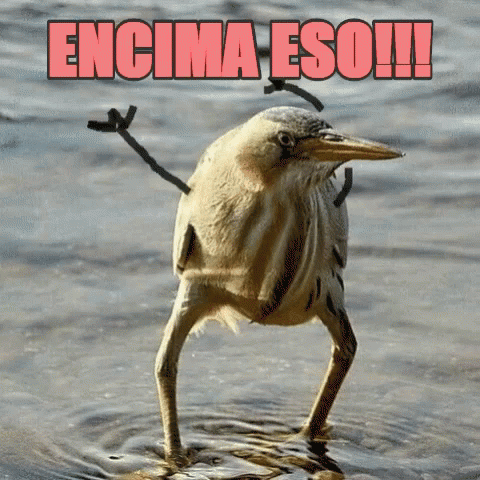 a bird in the water with the caption encelma esoi