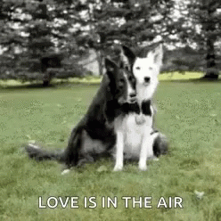 two dogs sitting in the grass with words love is in the air