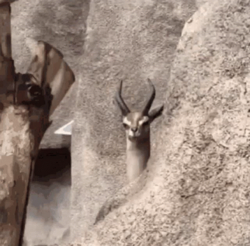 deer standing on the side of a rocky cliff