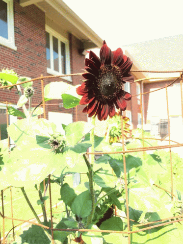 a bright blue sunflower grows on a plant in front of a house